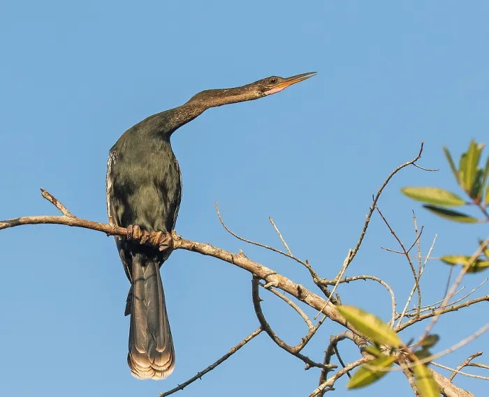 Stampa con cornice : Anhinga, Anhinga anhinga.