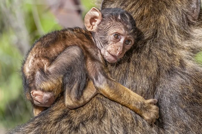 Stampa con cornice : Barbary Macaque, Macaca sylvanus