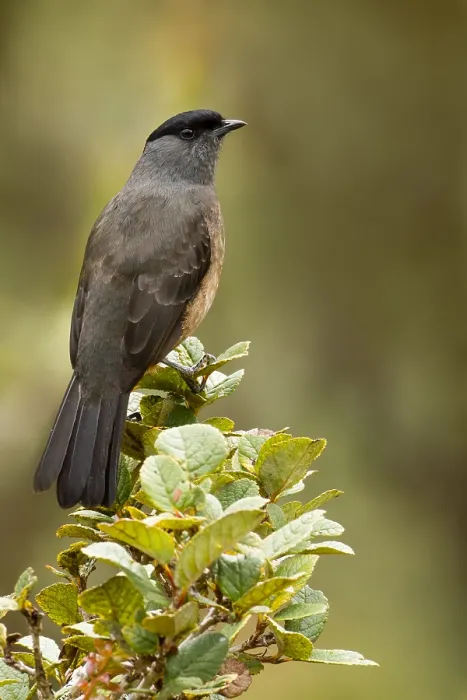 Stampa con cornice : Cotinga dal becco di baia.