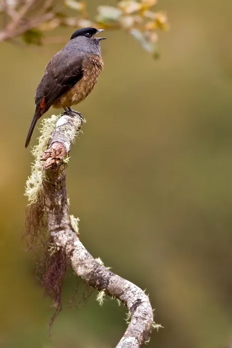 Stampa con cornice : Cotinga ventre di baia. Stampa con cornice : Cotinga ventre di baia.