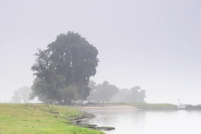 Stampa con cornice : Biesbosch Stampa con cornice : Biesbosch