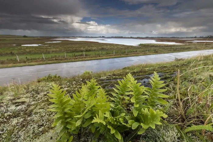 Stampa con cornice : Brede eikvaren, Polipodi intermedio, Polypodium interjectum. Stampa con cornice : Brede eikvaren, Polipodi intermedio, Polypodium interjectum.