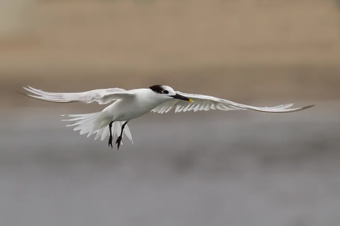 Stampa con cornice : Cabot's Tern