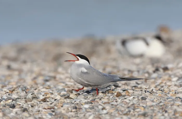 Stampa con cornice : Sterna comune, Sterna hirundo.