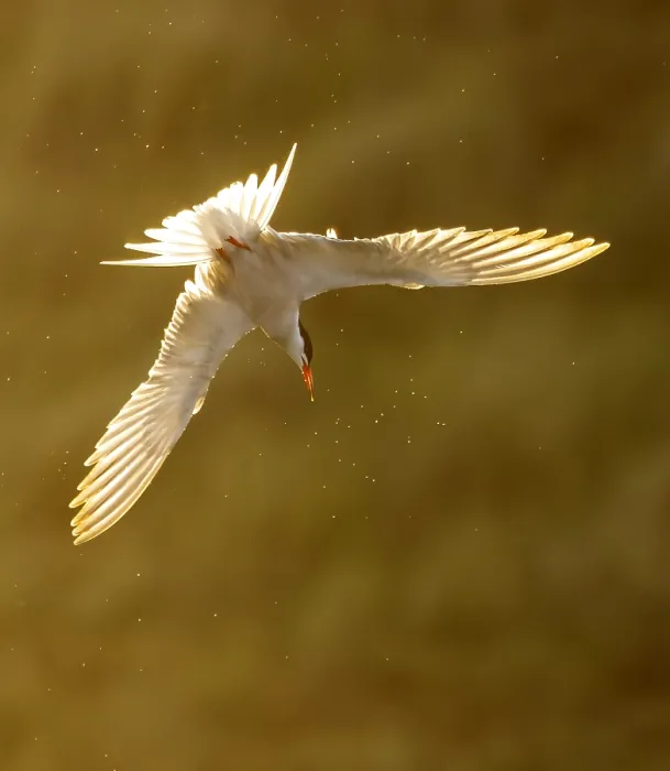 Stampa con cornice : Sterna comune, Sterna hirundo.