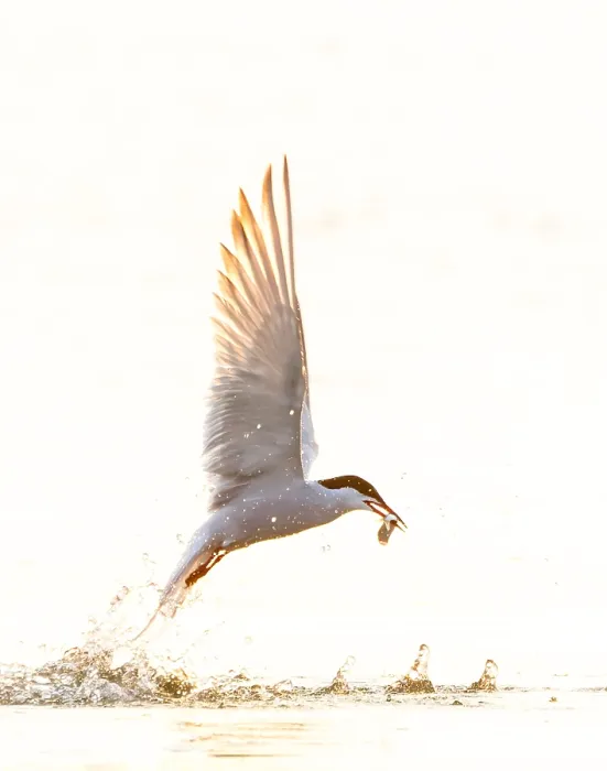 Stampa con cornice : Sterna comune, Sterna hirundo.