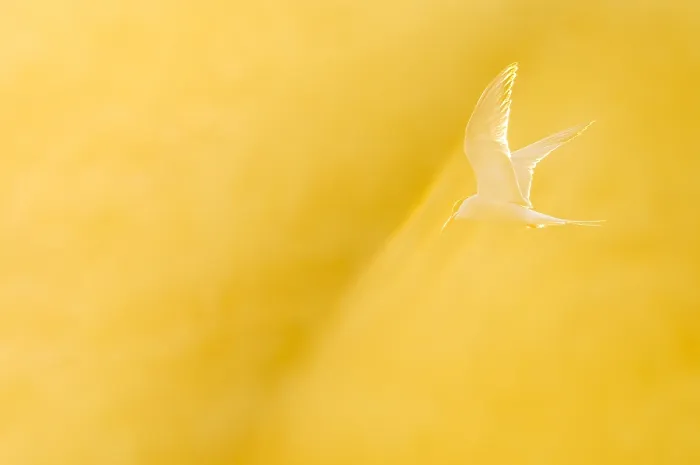 Stampa con cornice : Sterna comune, Sterna hirundo.