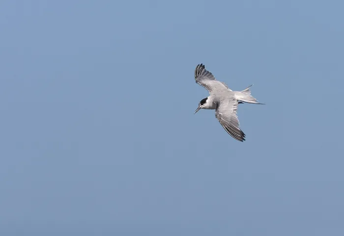 Stampa con cornice : Sterna comune, Sterna hirundo.