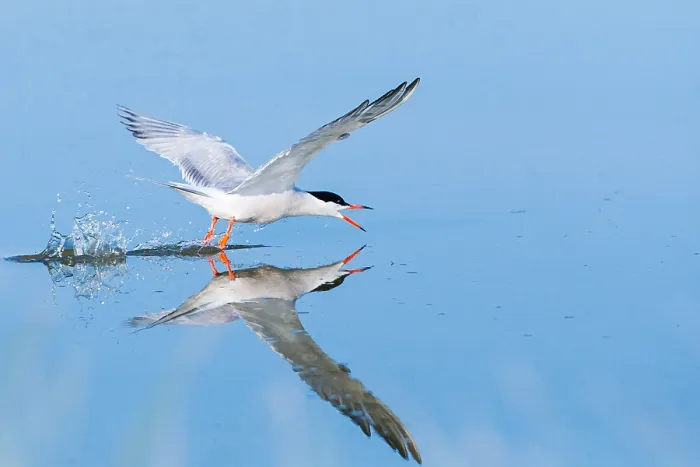 Stampa con cornice : Sterna comune, Sterna hirundo.