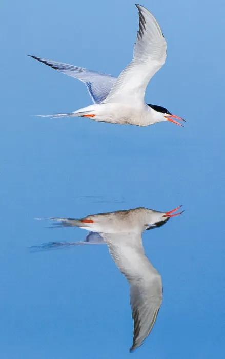 Stampa con cornice : Sterna comune, Sterna hirundo. Stampa con cornice : Sterna comune, Sterna hirundo.