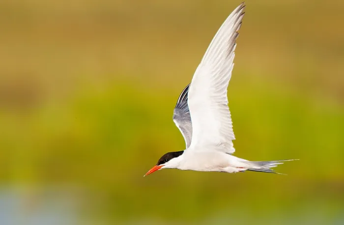 Stampa con cornice : Sterna comune, Sterna hirundo.