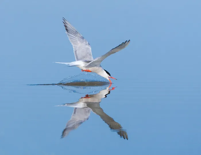 Stampa con cornice : Sterna comune, Sterna hirundo.