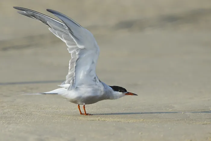 Stampa con cornice : Sterna comune, Sterna hirundo.