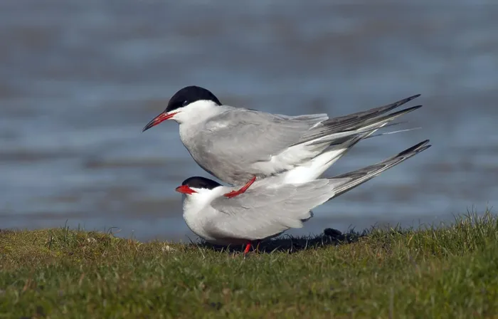 Stampa con cornice : Sterna comune, Sterna hirundo. Stampa con cornice : Sterna comune, Sterna hirundo.