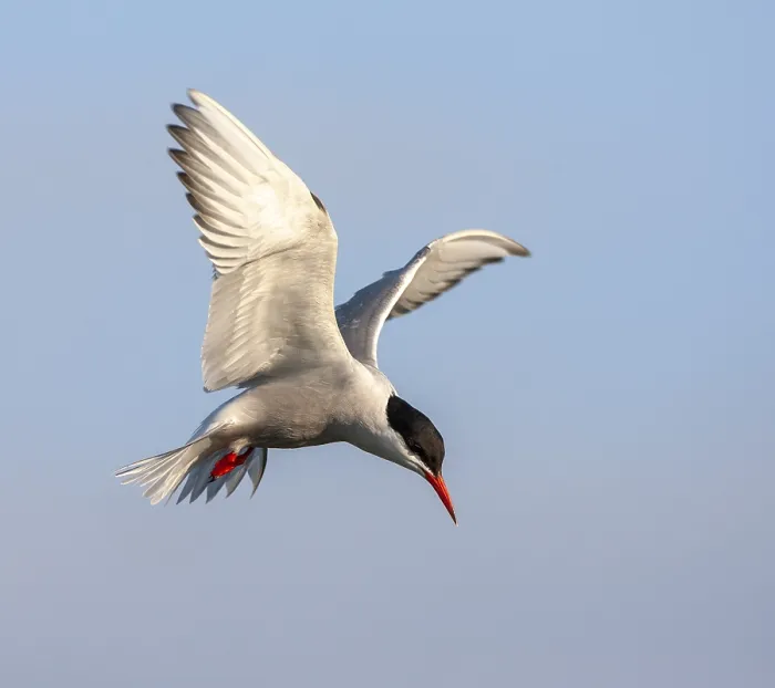Stampa con cornice : Sterna comune, Sterna hirundo hirundo.