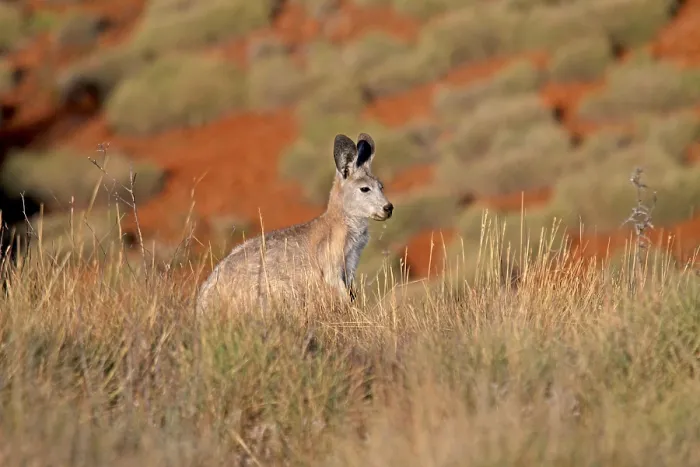 Stampa con cornice : Wallaro di macropodide comune (Macropus robustus) Stampa con cornice : Wallaro di macropodide comune (Macropus robustus)