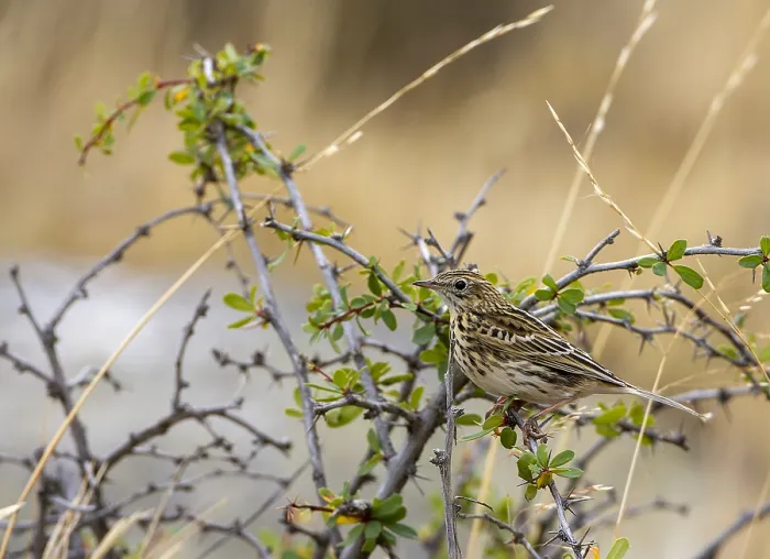Stampa con cornice : Correndera Pipit, Anthus correndera Stampa con cornice : Correndera Pipit, Anthus correndera