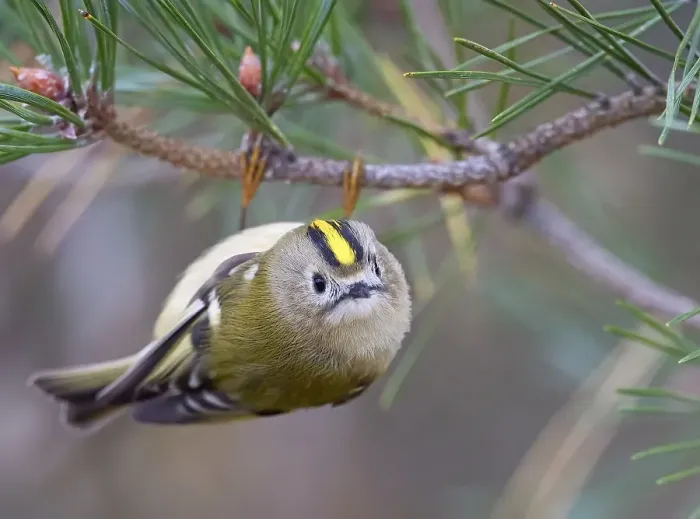 Stampa con cornice : Regolo (Regulus regulus) Stampa con cornice : Regolo (Regulus regulus)