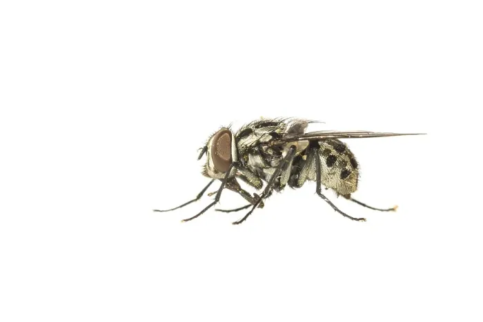 Stampa con cornice : Graphomya maculata Stampa con cornice : Graphomya maculata
