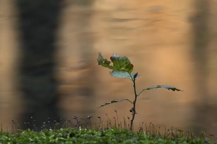 Stampa con cornice : Jong boompje, Sapling