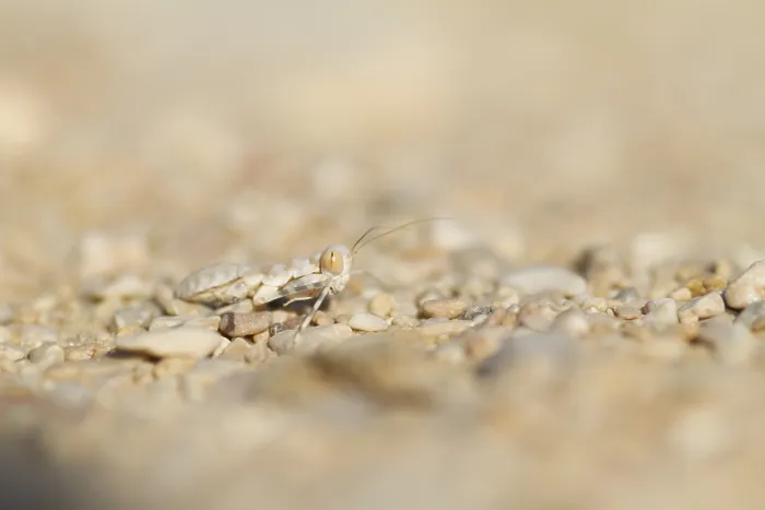 Stampa con cornice : Mantis, Oman, Larve