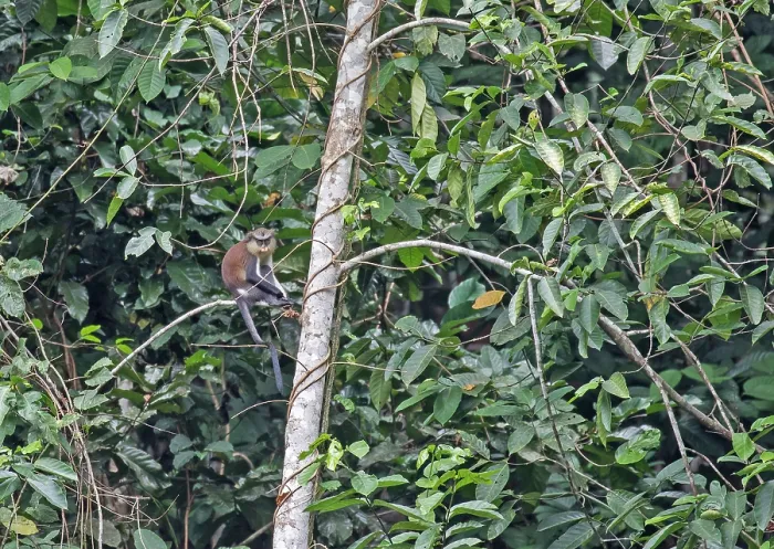 Stampa con cornice : Mona Monkey, Cercopithecus mona