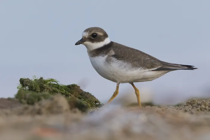 Stampa con cornice : Plover dal collare