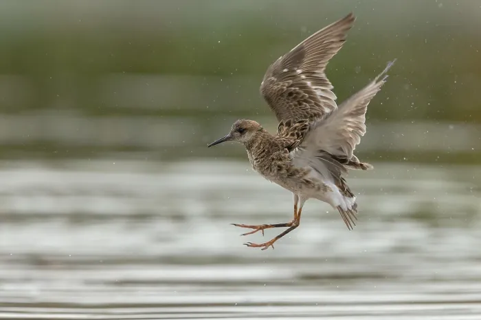 Stampa con cornice : Un ruffo in volo. Stampa con cornice : Un ruffo in volo.
