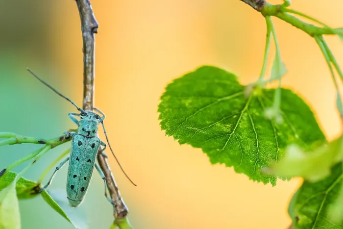 Stampa con cornice : Saperda octopunctata Stampa con cornice : Saperda octopunctata