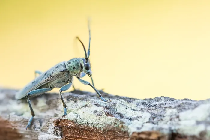 Stampa con cornice : Saperda octopunctata Stampa con cornice : Saperda octopunctata