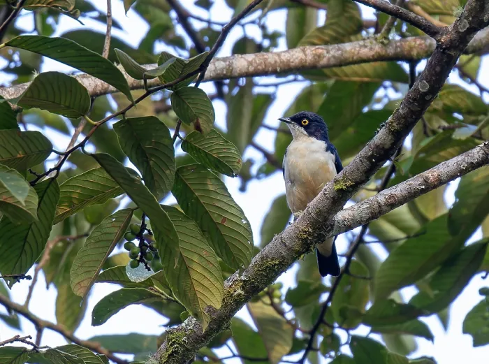 Stampa con cornice : Sharpe's Starling, Pholia sharpii