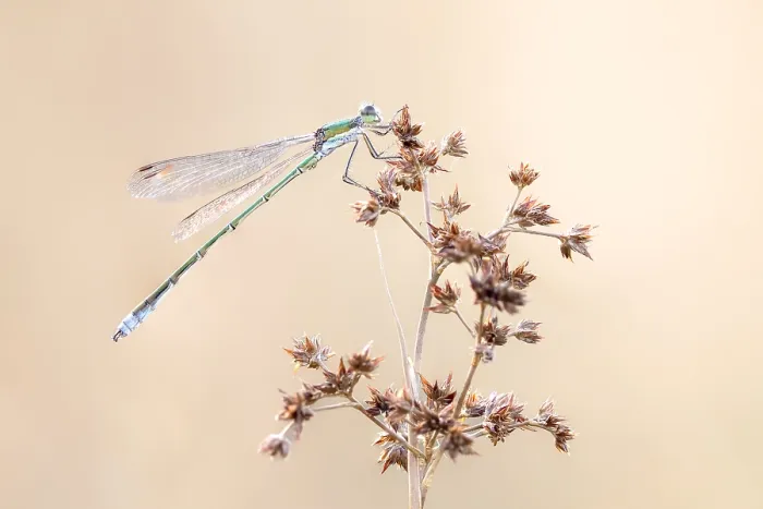 Stampa con cornice : Dittero a piccole ali; Lestes virens.