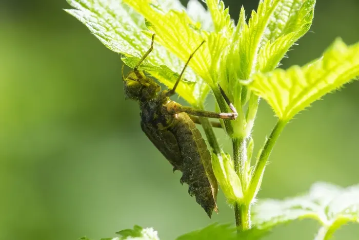 Stampa con cornice : Due Dragonfly macchiati, Epitheca bimaculata.