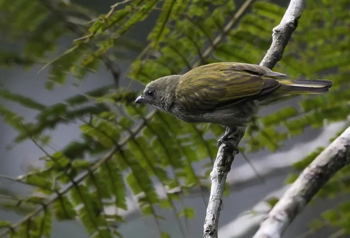 Stampa con cornice : Willcocks's Honeyguide, Indicator willcocksi Stampa con cornice : Willcocks's Honeyguide, Indicator willcocksi