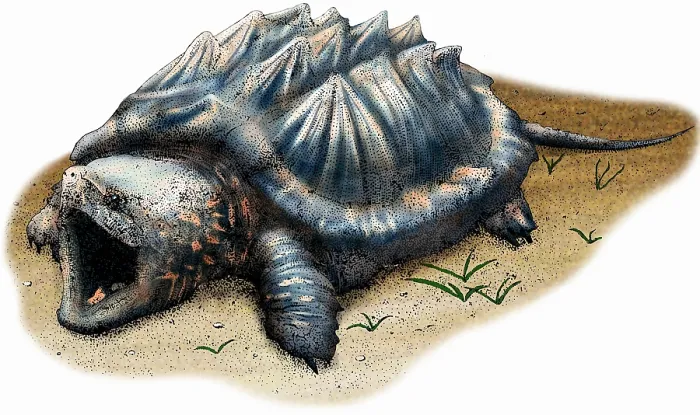 Stampa con cornice : Tartaruga Alligatore Snappante