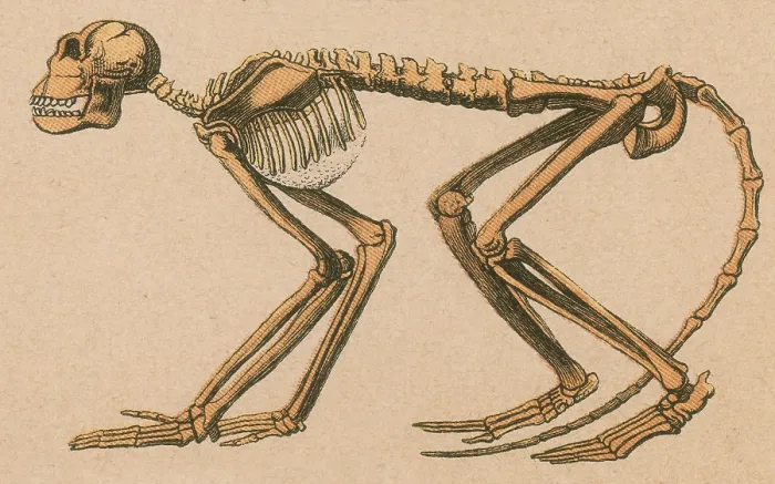 Stampa con cornice : Scimmia antica, Mesopithecus pentelicus. Stampa con cornice : Scimmia antica, Mesopithecus pentelicus.