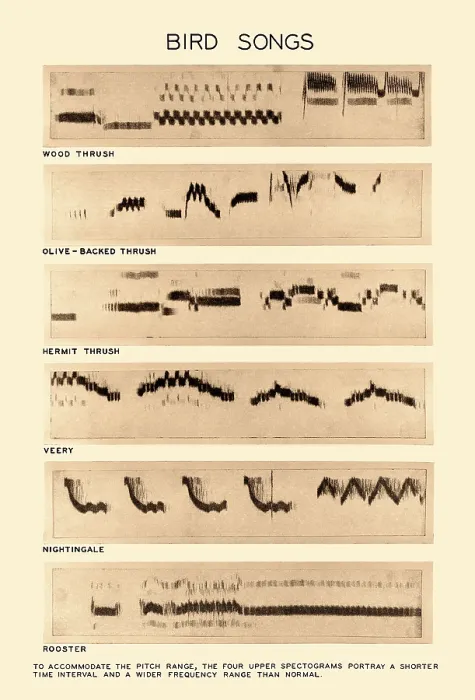 Stampa con cornice : Spectrogramma delle Canzoni degli Uccelli. Stampa con cornice : Spectrogramma delle Canzoni degli Uccelli.