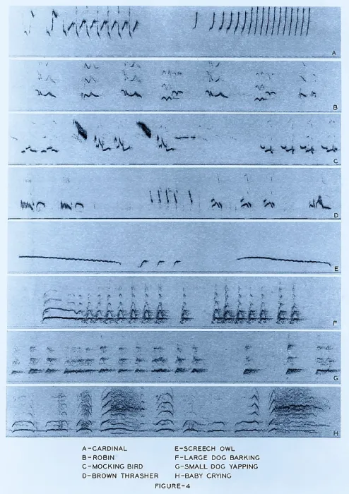 Stampa con cornice : Spectrogrammi Audio Stampa con cornice : Spectrogrammi Audio