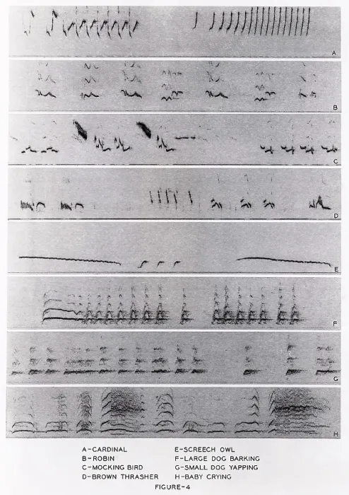 Stampa con cornice : Spectrogrammi audio Stampa con cornice : Spectrogrammi audio