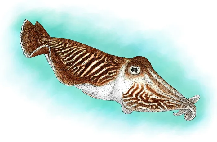 Stampa con cornice : Cuttlefish comune