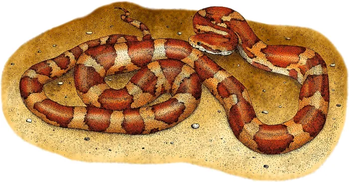 Stampa con cornice : Snake di Corno