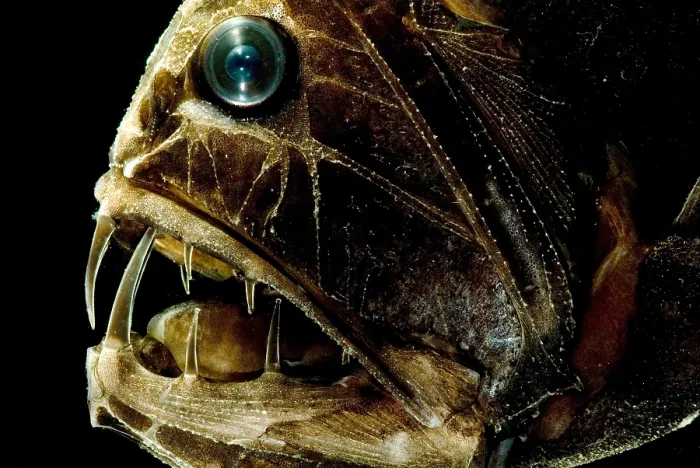 Stampa con cornice : Fangtooth. Il Fangtooth, Anoplogaster cornuta Stampa con cornice : Fangtooth. Il Fangtooth, Anoplogaster cornuta