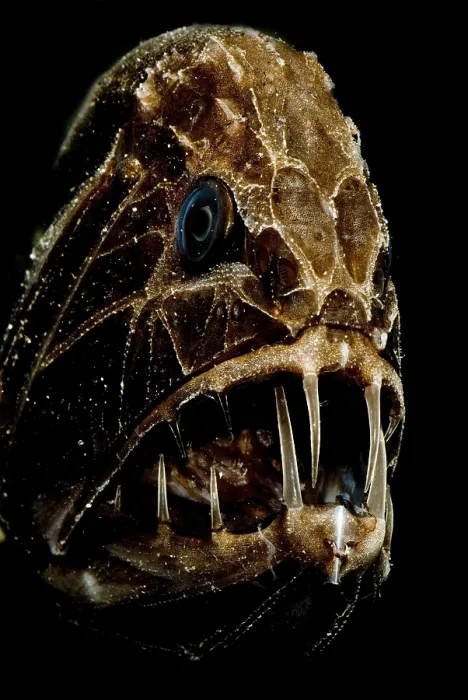 Stampa con cornice : Fangtooth. Il Fangtooth, Anoplogaster cornuta Stampa con cornice : Fangtooth. Il Fangtooth, Anoplogaster cornuta
