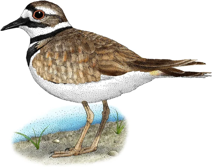 Stampa con cornice : Killdeer. Illustrazione di un passero di palude (Charadrius vociferus) Stampa con cornice : Killdeer. Illustrazione di un passero di palude (Charadrius vociferus)