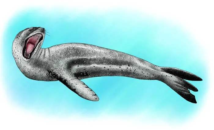 Stampa con cornice : Foca leopardo.