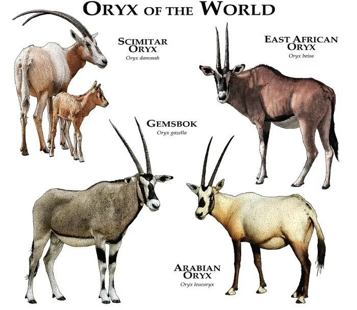 Stampa con cornice : L'Oryx del Mondo.