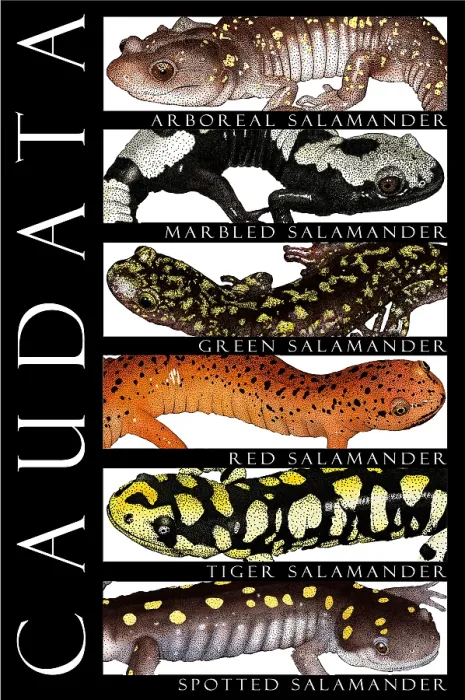 Stampa con cornice : Salamandre, manifesto.