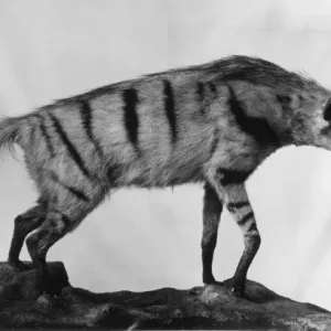 aRDWOLF