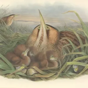 Tarabuso eurasiatico
