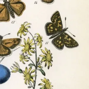 Chequered Skipper Print, 1889 Chequered Skipper Print, 1889
